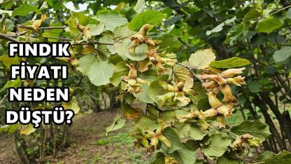 Fındık Fiyatı 5 Nisan 2026 Pazar