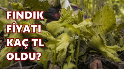 Fındık Fiyatı 7 Nisan 2026 Salı