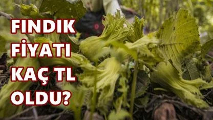 Fındık Fiyatı 7 Nisan 2026 Salı
