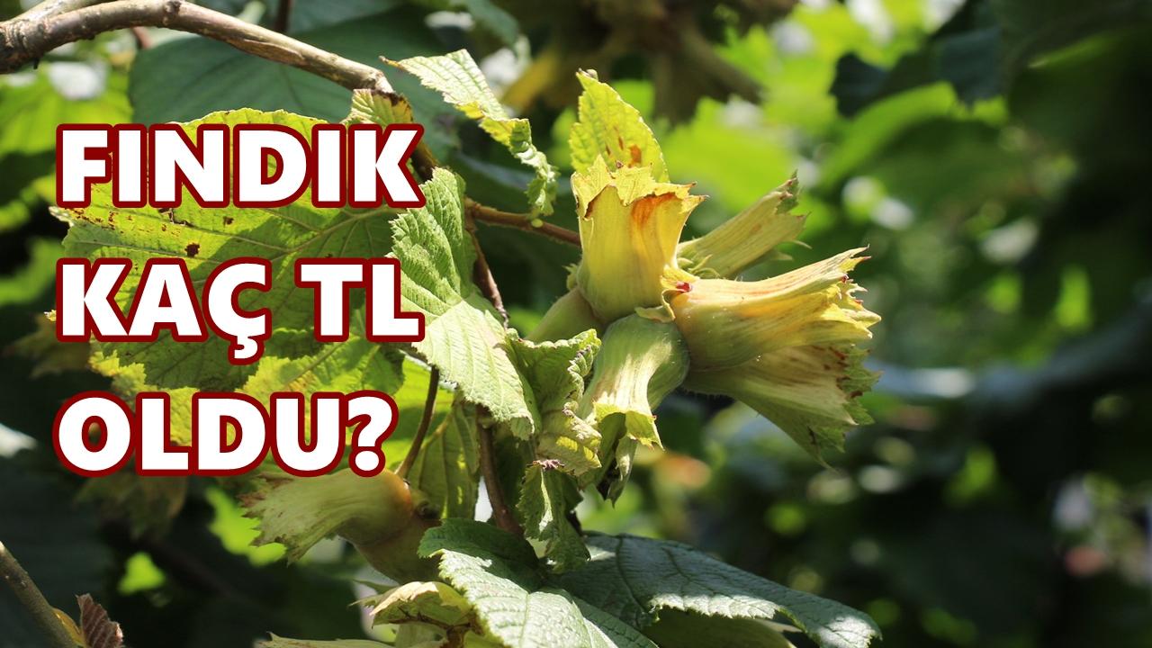 Fındık Fiyatı 9 Nisan 206 Perşembe