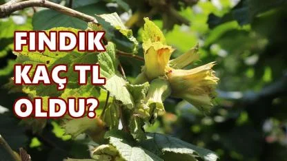 Fındık Fiyatı 9 Nisan 206 Perşembe