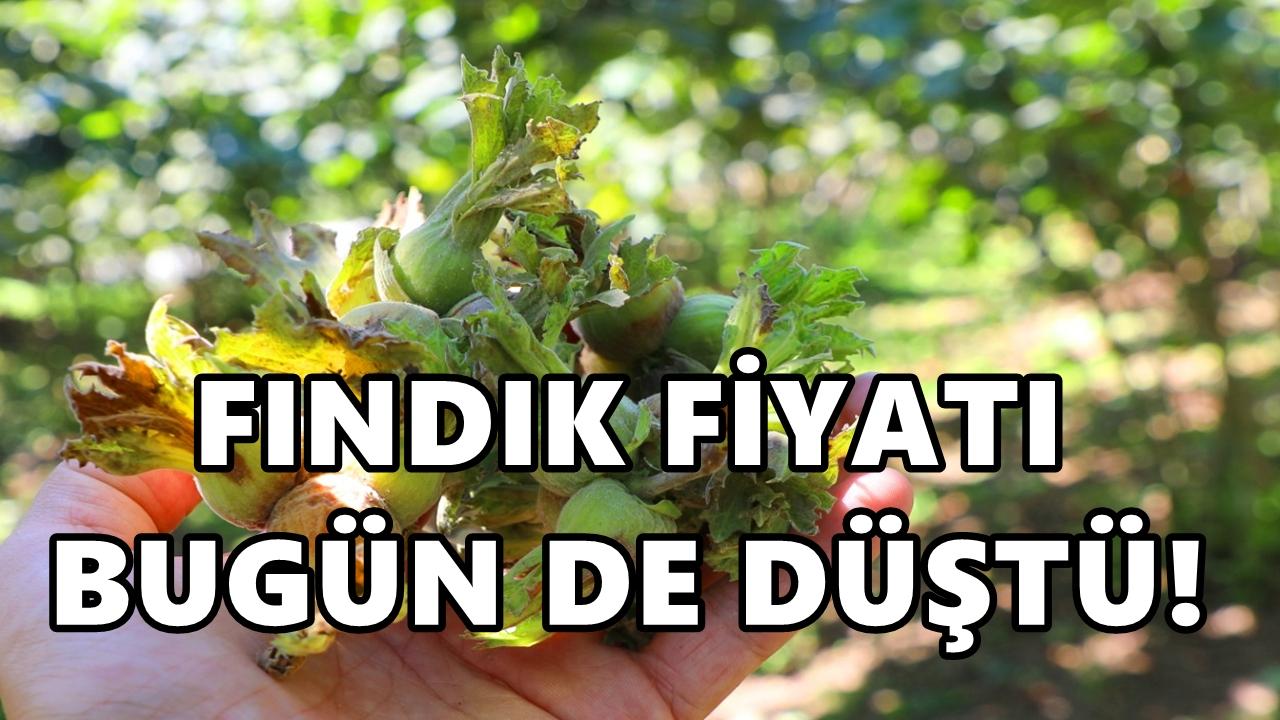 Fındık Fiyatı Düştü: 4 Nisan Fındık Fiyatı