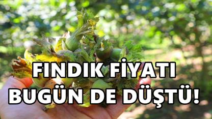 Fındık Fiyatı Düştü: 4 Nisan Fındık Fiyatı