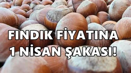 Fındık Fiyatına 1 Nisan Şakası!