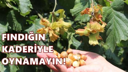 Fındıkta Düşüşe Tepki: Bu Fiyatlar Kabul Edilemez