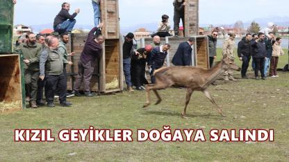 Mesudiye’de 16 Kızıl Geyik Doğaya Salındı