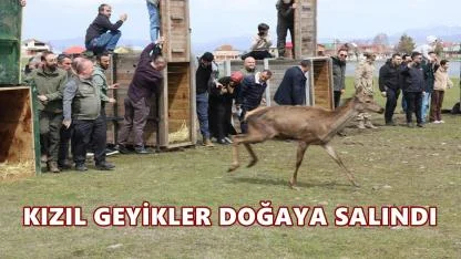 Mesudiye’de 16 Kızıl Geyik Doğaya Salındı