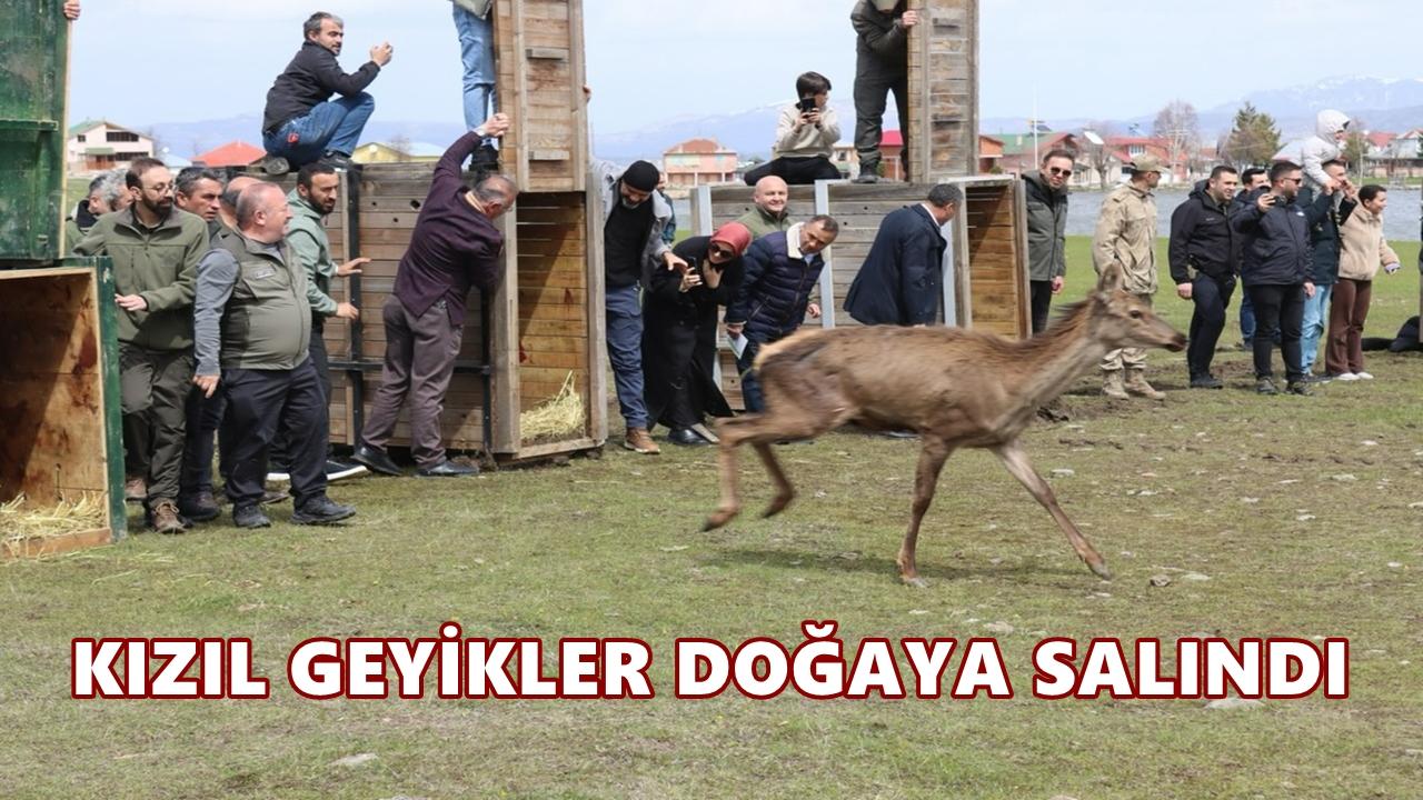 Mesudiye’de 16 Kızıl Geyik Doğaya Salındı