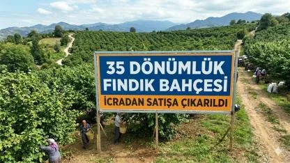 Ordu'da 35 Dönüm  Fındık Bahçesi İhaleye Çıkıyor