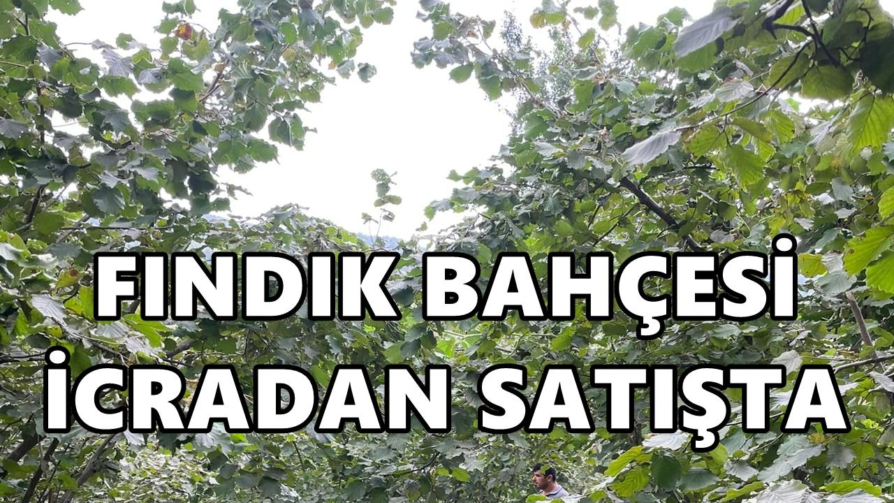 Ünye’de 3,7 Dönümlük Fındık Bahçesi İcradan Satışta