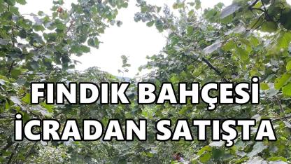 Ünye’de 3,7 Dönümlük Fındık Bahçesi İcradan Satışta