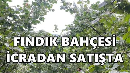 Ünye’de 3,7 Dönümlük Fındık Bahçesi İcradan Satışta