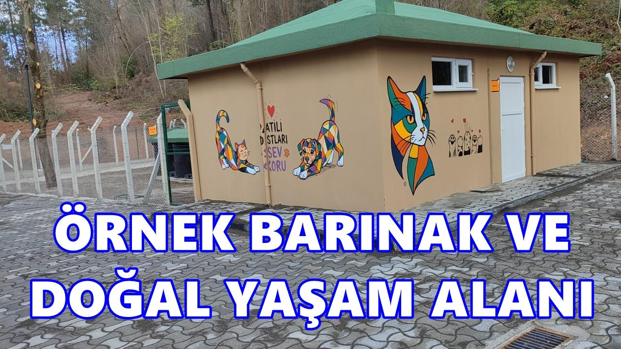 Ünye’de Örnek Barınak ve Doğal Yaşam Alanında Sona Gelindi