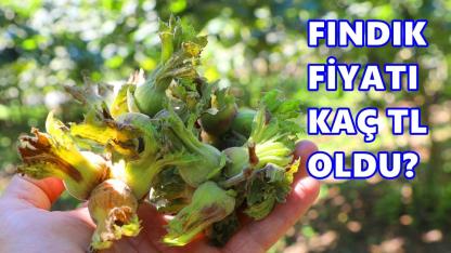 Fındık Fiyatı 1 Mayıs 2026 Cuma