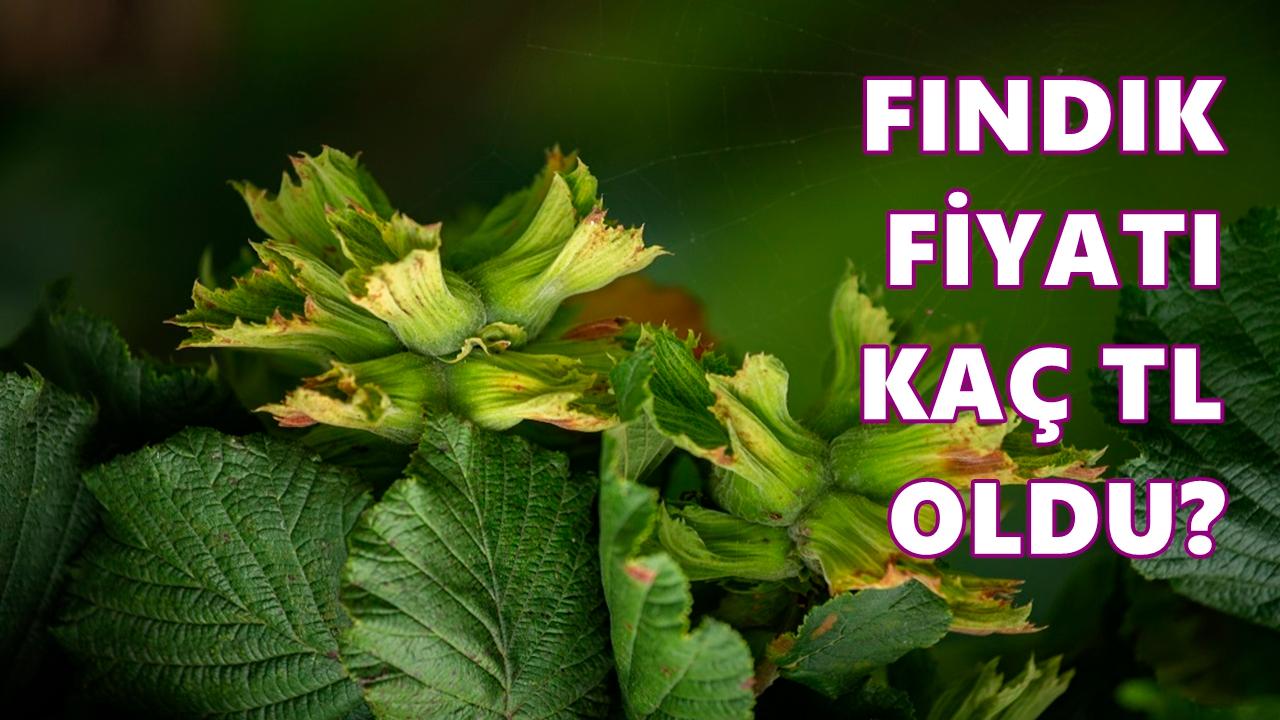 Fındık Fiyatı 5 Mayıs 2026 Salı