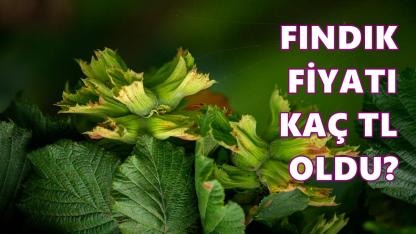 Fındık Fiyatı 7 Mayıs 2026 Perşembe