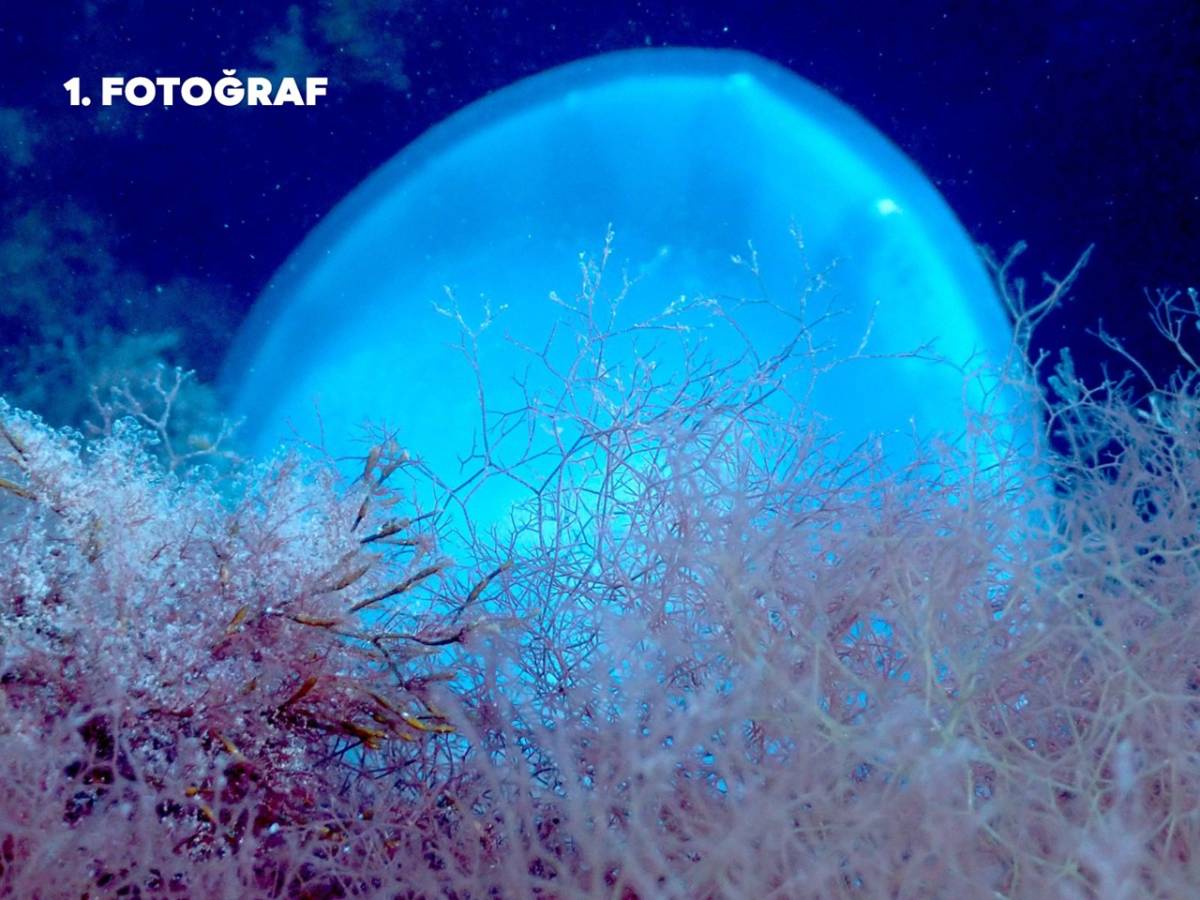Ordu’da İlk Kez Su Altı Fotoğraf Yarışması Düzenlendi