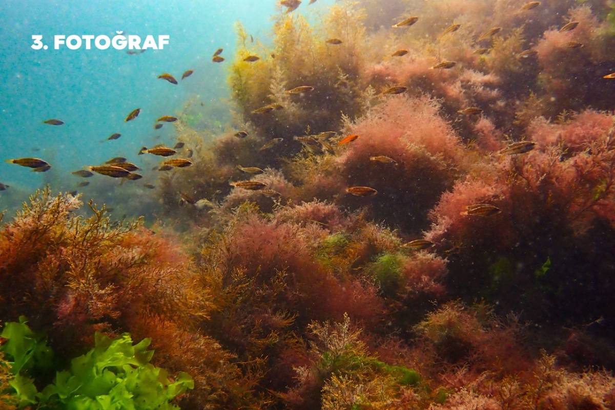 Ordu’da İlk Kez Su Altı Fotoğraf Yarışması Düzenlendi