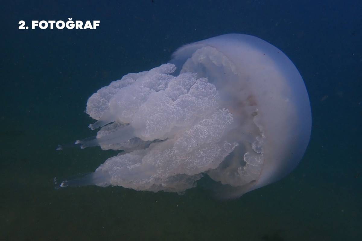 Ordu’da İlk Kez Su Altı Fotoğraf Yarışması Düzenlendi